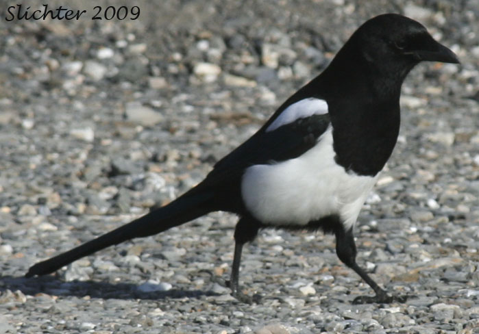 Black-billed Magpie: Pica hudsonia