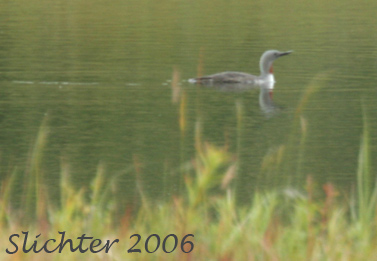 Red-throated Loon: Gavia stellata
