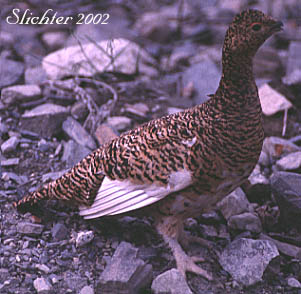 Willow Ptarmigan: Lagopus lagopus