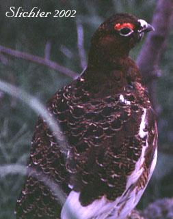 Willow Ptarmigan: Lagopus lagopus