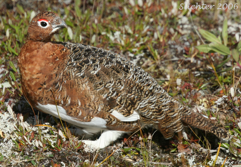 Willow Ptarmigan: Lagopus lagopus