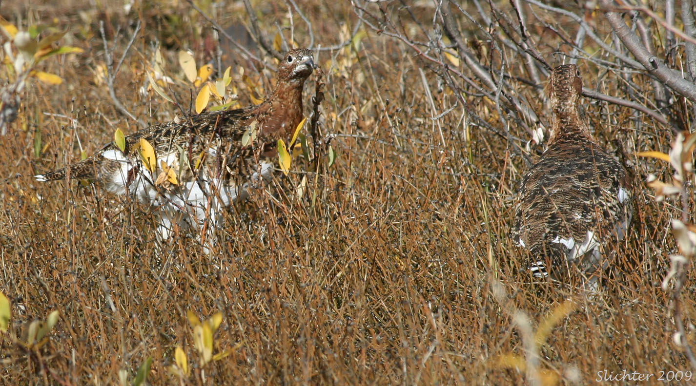 Willow Ptarmigan: Lagopus lagopus