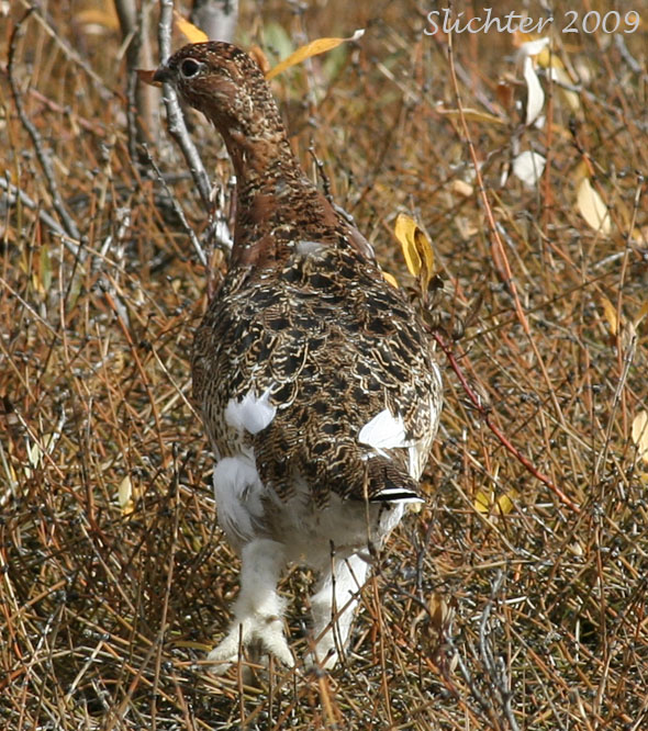 Willow Ptarmigan: Lagopus lagopus