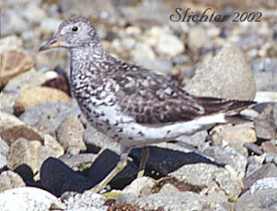 Surfbird: Aphriza virgata