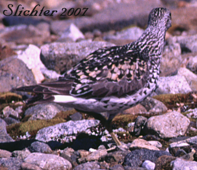 Surfbird: Aphriza virgata