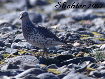 Surfbird: Aphriza virgata