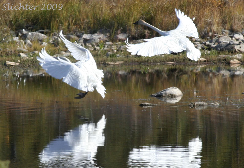 Trumpeter Swan: Cygnus buccinator landing on a pond near the Wonder Lake Ranger Station