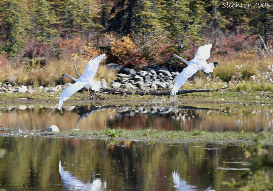 Trumpeter Swan: Cygnus buccinator landing on a pond next to the Wonder Lake Ranger Station