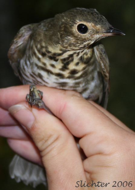 Swainson's Thrush: Catharus ustulatus