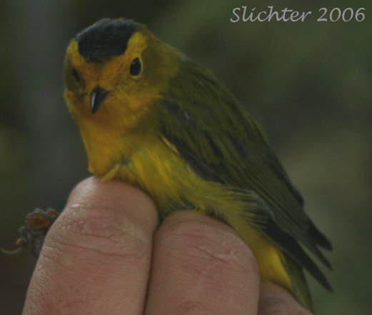 Wilson's Warbler: Wilsonia pusilla