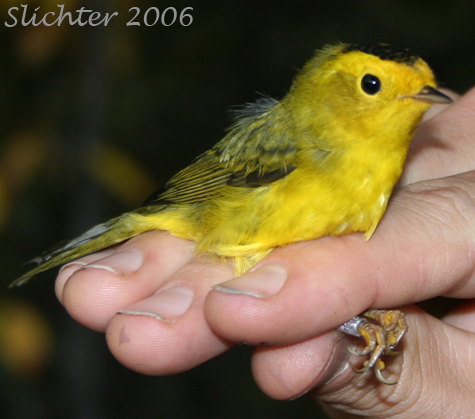 Wilson's Warbler: Wilsonia pusilla