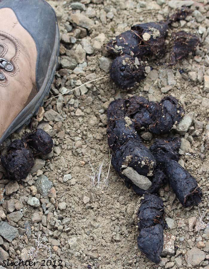 Scat of Grizzly Bear: Ursus arctos