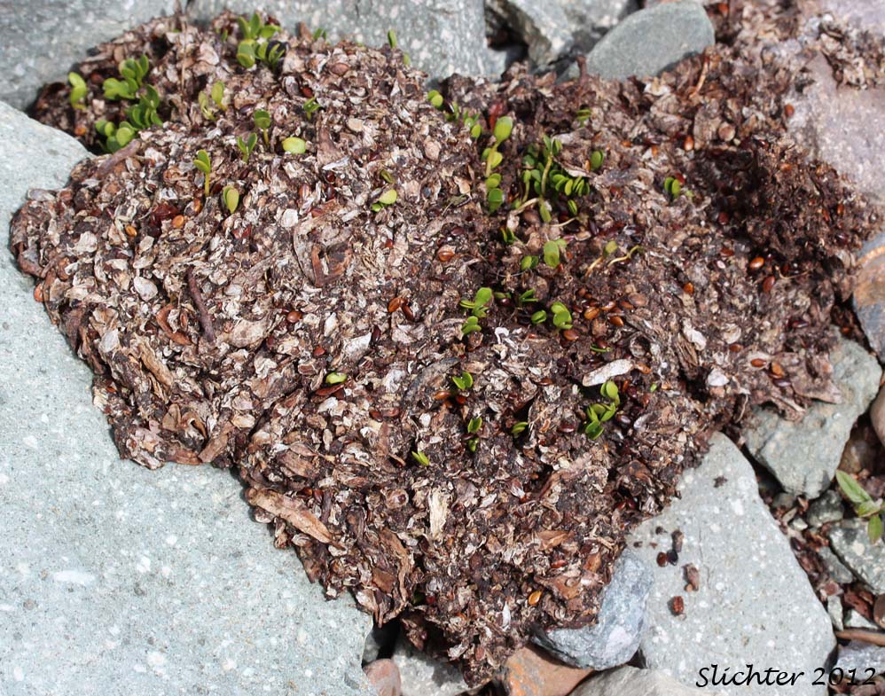 Scat (with germinating seedlings) of Grizzly Bear: Ursus arctos