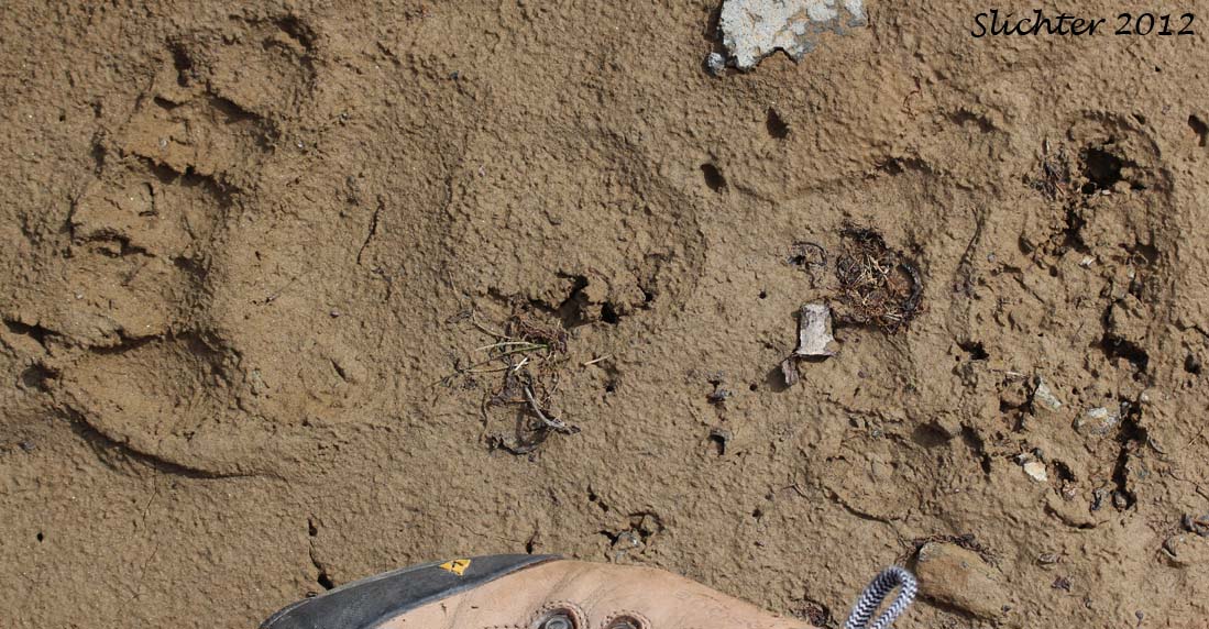 Foot prints of Grizzly Bear: Ursus arctos