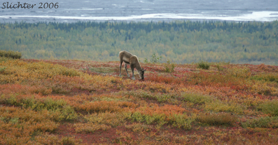 Barren Ground Caribou: Rangifer tarandus