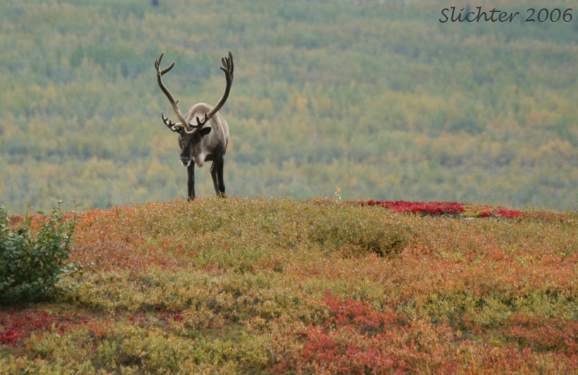 Barren Ground Caribou: Rangifer tarandus