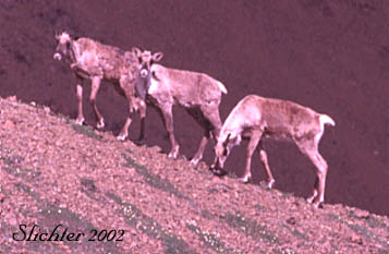 Caribou on Thorofare Ridge, Denali National Park.