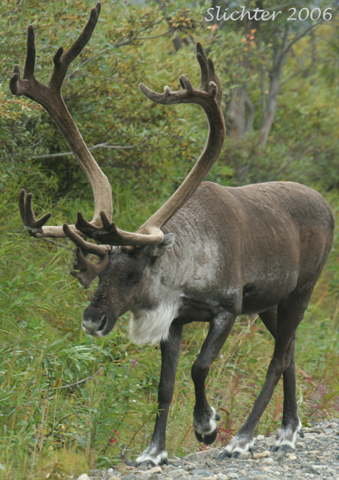 Barren Ground Caribou: Rangifer tarandus