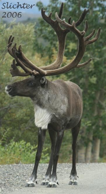 Barren Ground Caribou: Rangifer tarandus