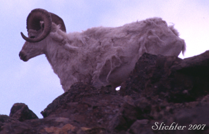 Dall Sheep: Ovis dalli