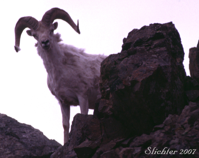 Dall Sheep: Ovis dalli