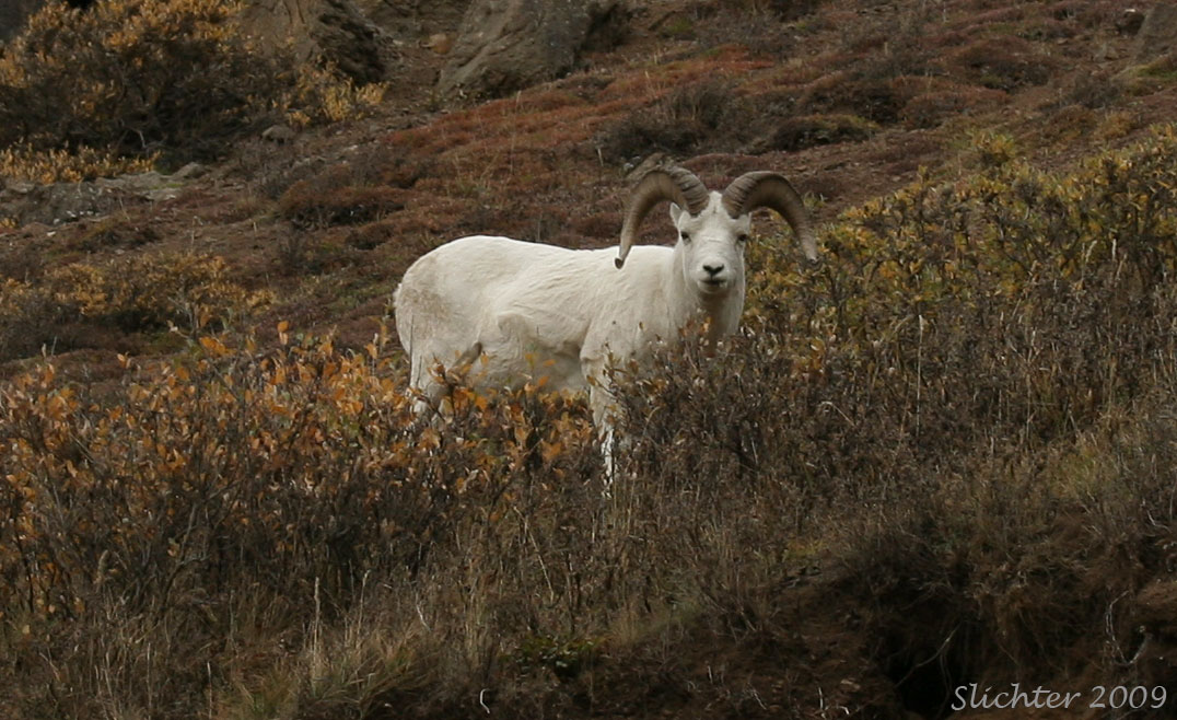 Dall Sheep Ram: Ovis dallii as seen on Polychrome Mt., Denali National Park...............September 11, 2009.