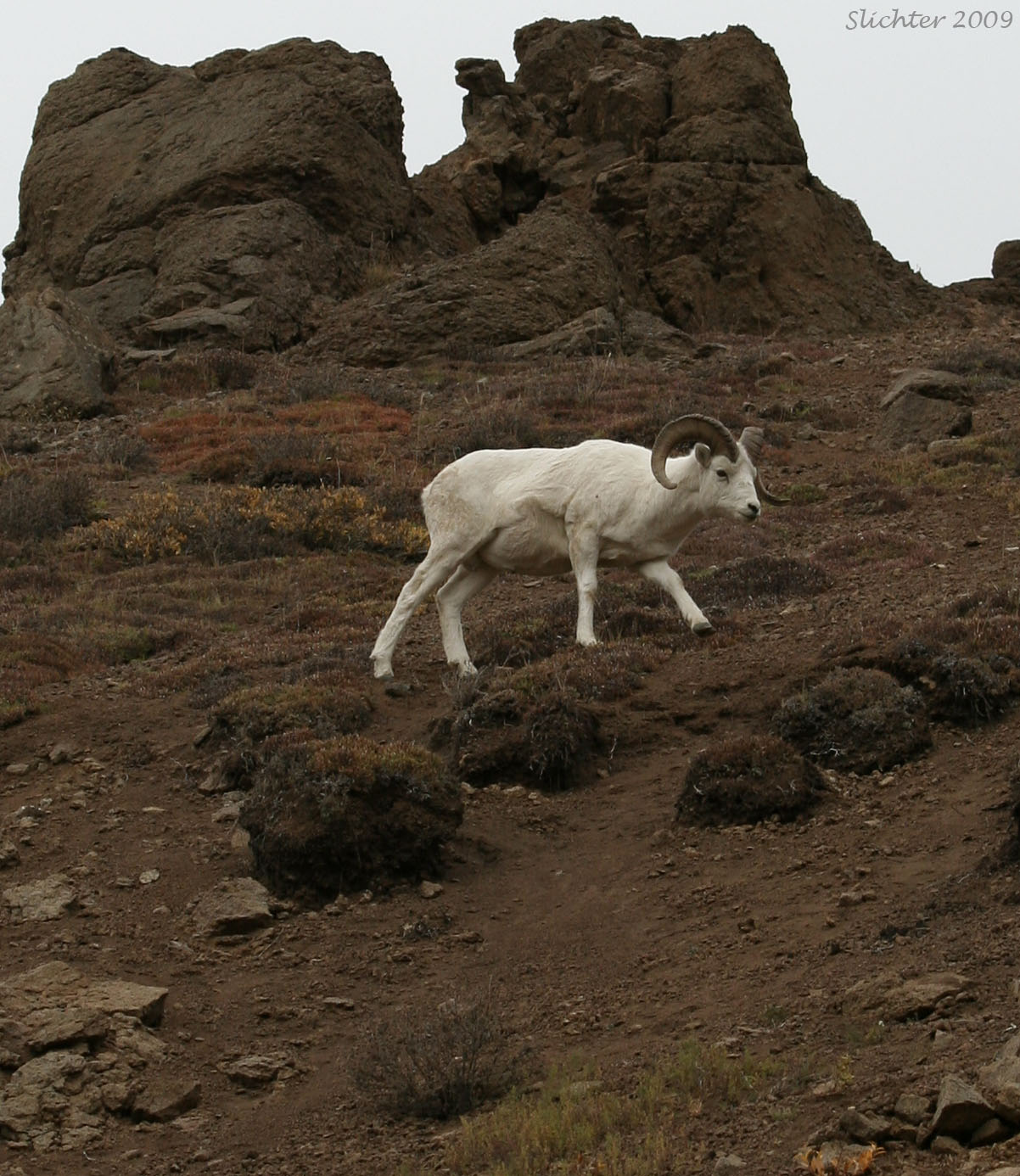 Dall Sheep Ram: Ovis dallii as seen on Polychrome Mt., Denali National Park...............September 11, 2009.