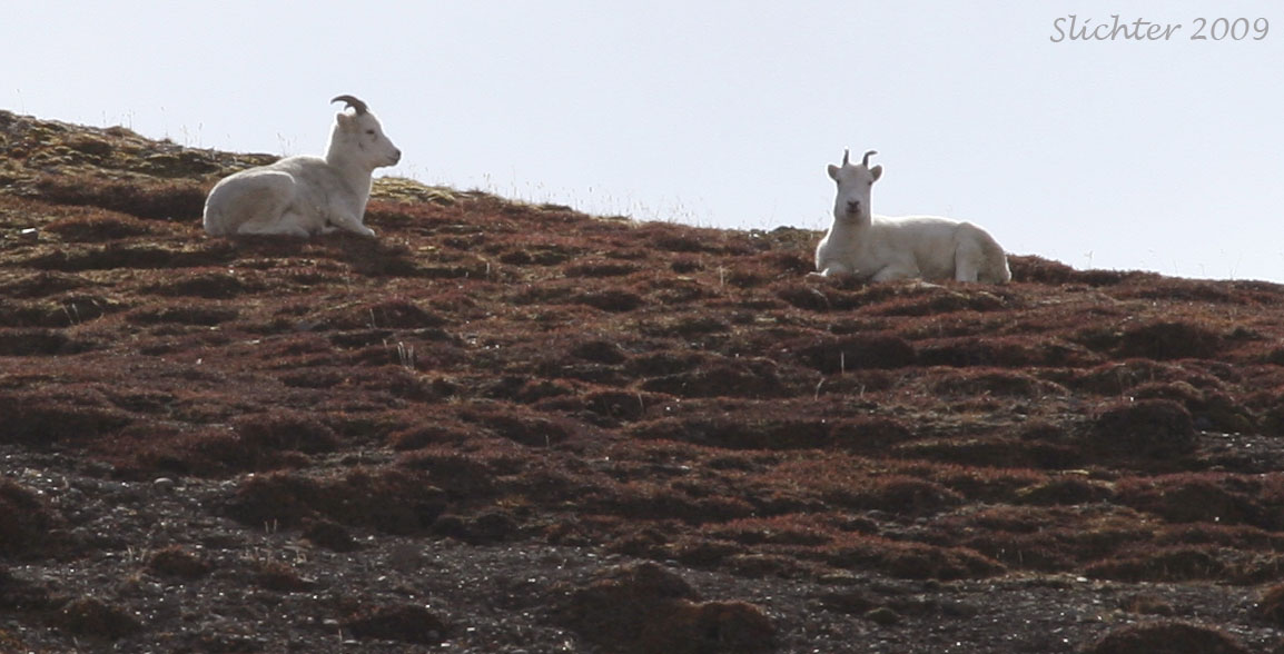 Dall Sheep ewes: Ovis dalli atop steep slopes in the upper Stony Creek drainage, Denali National Park