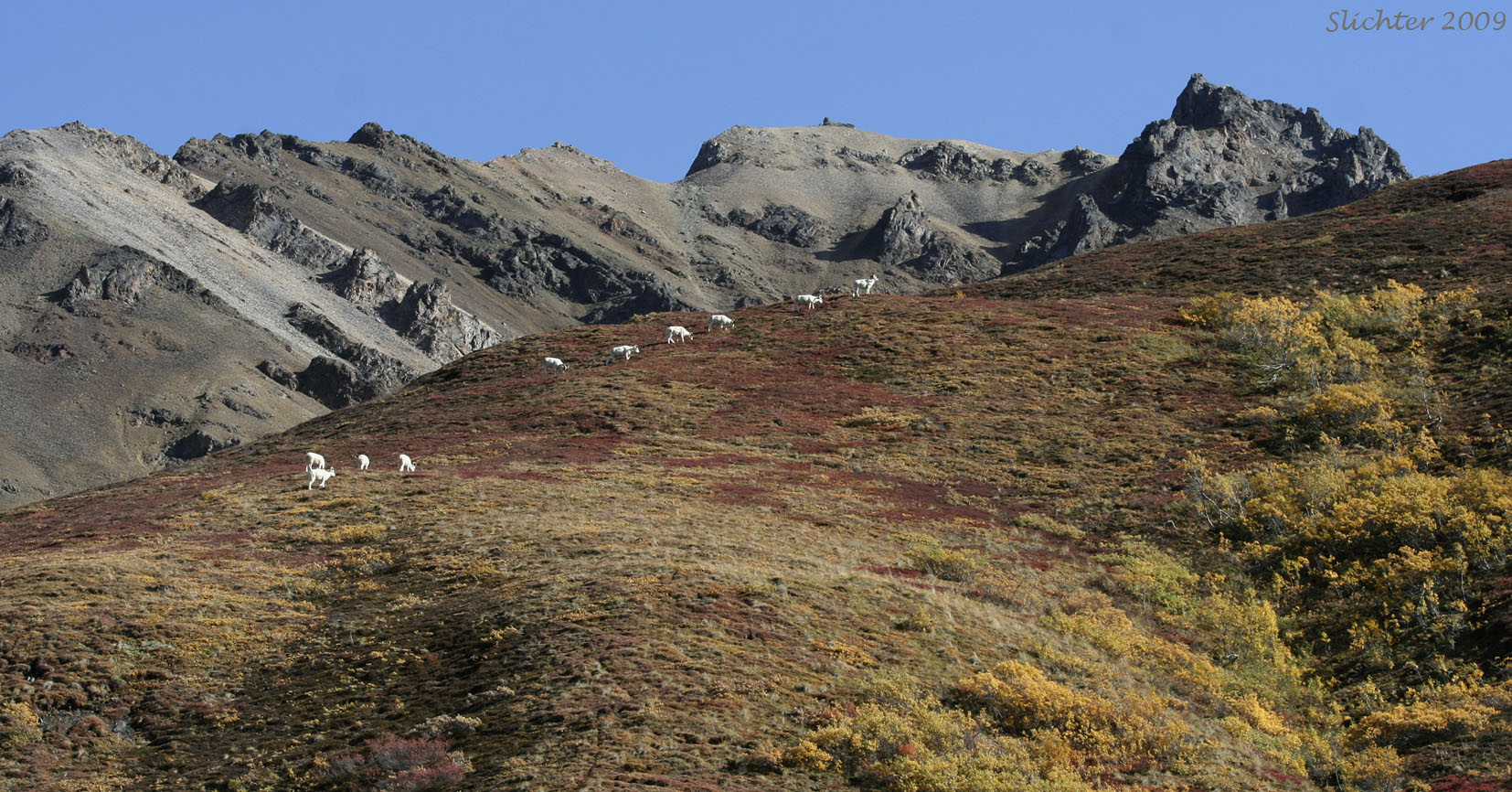 Dall Sheep: Ovis dalli on Cathedral Mt., Denali National Park