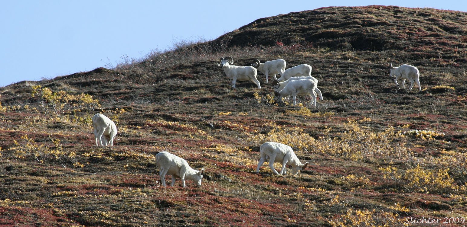 Dall sheep rams: Ovis dalli on Cathedral Mt., Denali National Park
