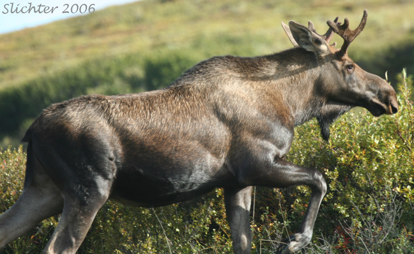 Young bull Moose: Alces alces