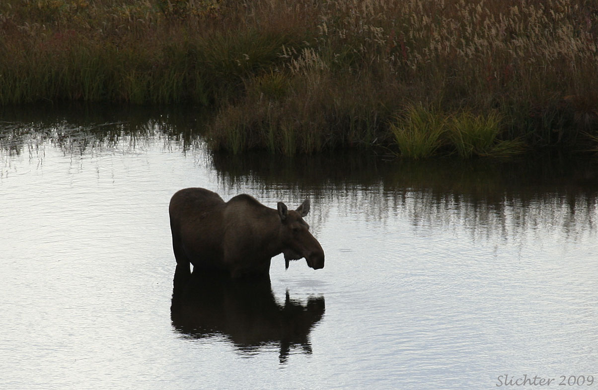 Cow moose resting in a pond along the park road, Denali National Park