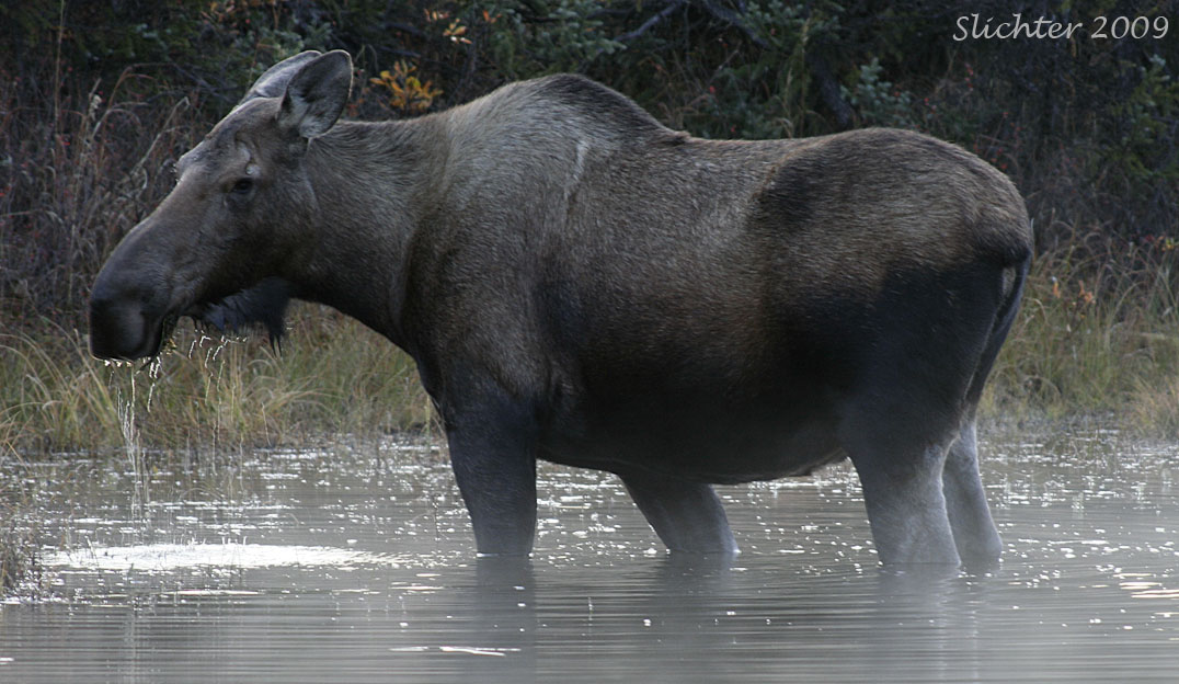 Cow moose: Alces alces