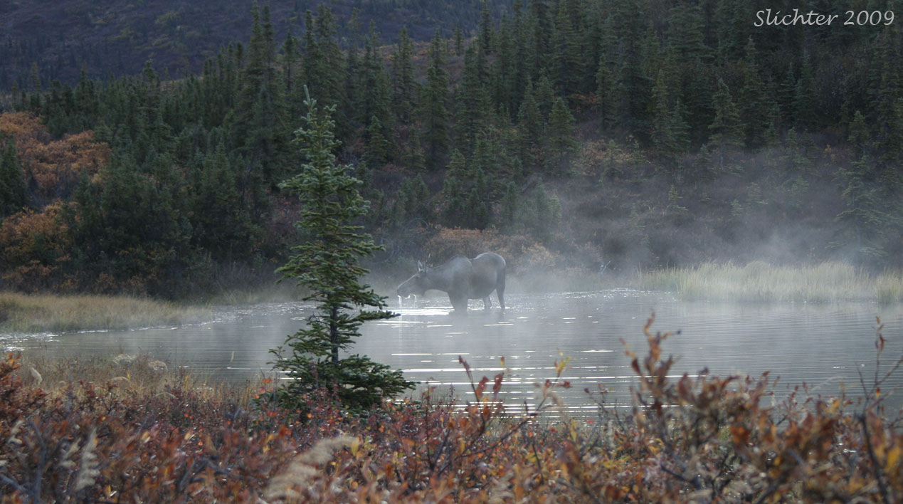 Cow moose: Alces alces