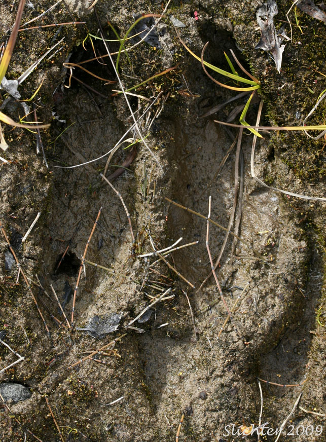 Hoof print of a moose: Alces alces