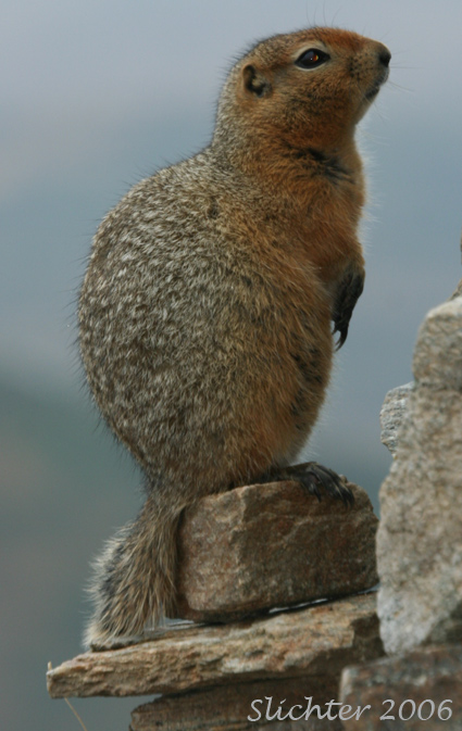 Arctic Ground Squirrel: Spermophilus undulatus