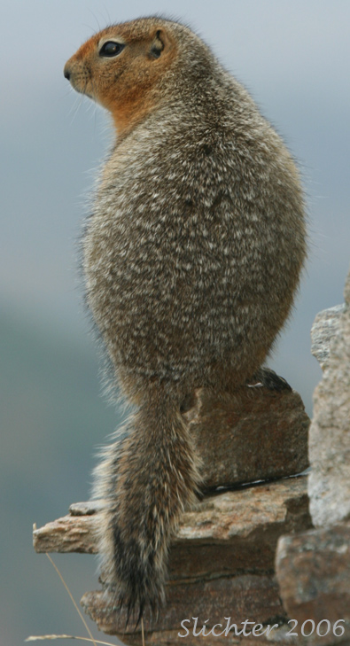 Arctic Ground Squirrel: Spermophilus undulatus