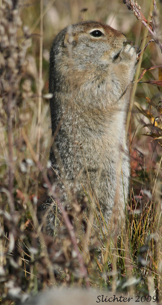 Arctic Ground Squirrel: Spermophilus undulatus munching on the seeds of tall wormwood (Artemisia tilesii)