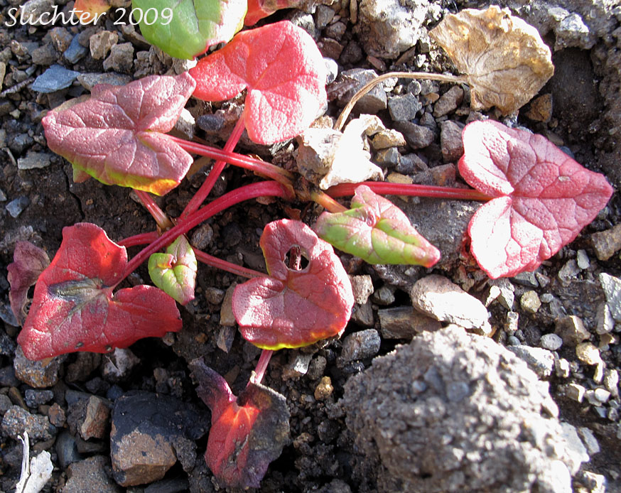 Basal leaves of Alpine Mountain-sorrel, Mountain Sorrel, Sourgrass: Oxyria digyna (Synonym: Rumex digynus)