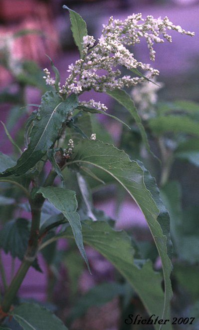 Wild Rhubarb: Polygonum alaskanum