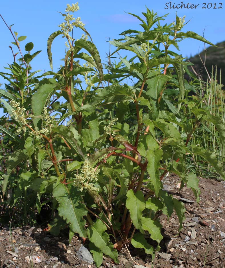 Alaska Wild Rhubarb, Alpine Knotweed, Alpine Smartweed, Wild Rhubarb: Polygonum alpinum (Synonyms: Aconogonum alaskanum, Aconogonum alaskanum var. glabrescens, Aconogonon alpinum, Aconogonum hultenianum, Aconogonum hultenianum var. lapathifolium, Pleuropteropyrum alpinum, Polygonum alaskanum, Polygonum alaskanum var. glabrescens)