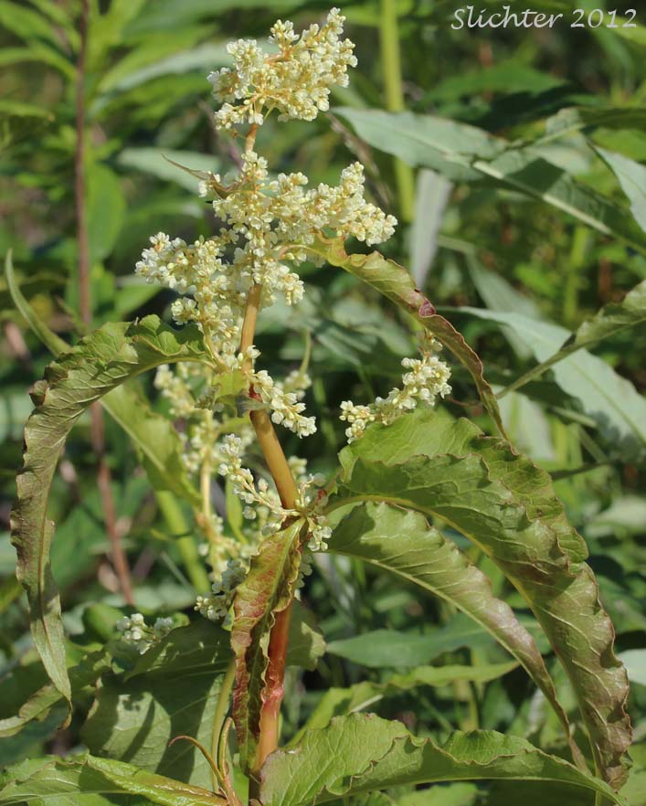 Inflorescence and upper stem leaves of Alaska Wild Rhubarb, Alpine Knotweed, Alpine Smartweed, Wild Rhubarb: Polygonum alpinum (Synonyms: Aconogonum alaskanum, Aconogonum alaskanum var. glabrescens, Aconogonon alpinum, Aconogonum hultenianum, Aconogonum hultenianum var. lapathifolium, Pleuropteropyrum alpinum, Polygonum alaskanum, Polygonum alaskanum var. glabrescens)