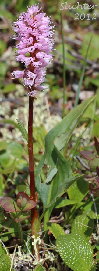 Bistort, Meadow Bistort, Pink Plumes, Snakeroot, Snakeweed: Bistorta plumosa (Synonyms: Bistorta major ssp. plumosum, Polygonum bistorta ssp. plumosum, Polygonum bistorta var. plumosum, Polygonum plumosum)<