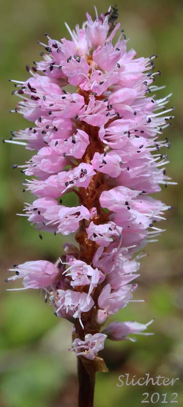 A close-up of the pink inflorescence of Bistort, Meadow Bistort, Pink Plumes, Snakeroot, Snakeweed: Bistorta plumosa (Synonyms: Bistorta major ssp. plumosum, Polygonum bistorta ssp. plumosum, Polygonum bistorta var. plumosum, Polygonum plumosum)