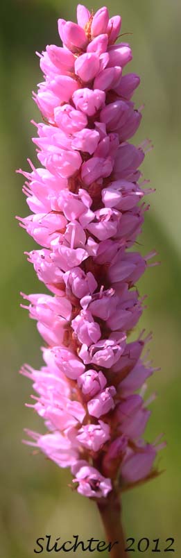 Inflorescence of Bistort, Meadow Bistort, Pink Plumes, Snakeroot, Snakeweed: Bistorta plumosa (Synonyms: Bistorta major ssp. plumosum, Polygonum bistorta ssp. plumosum, Polygonum bistorta var. plumosum, Polygonum plumosum)