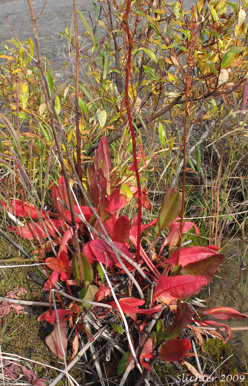 Arctic Dock: Rumex arcticus (Synonyms: Rumex aquaticus ssp. arcticus, Rumex arcticus var. kamtschadalus, Rumex arcticus var. latifolius, Rumex domesticus var. nanus, Rumex kamtschadalus, Rumex longifolius var. nanus, Rumex ursinus)