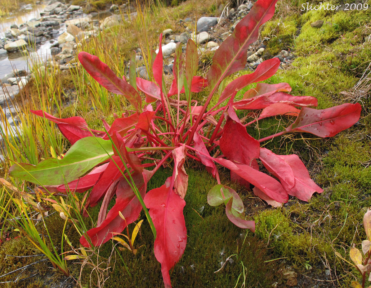 Basal leaves of Arctic Dock: Rumex arcticus (Synonyms: Rumex aquaticus ssp. arcticus, Rumex arcticus var. kamtschadalus, Rumex arcticus var. latifolius, Rumex domesticus var. nanus, Rumex kamtschadalus, Rumex longifolius var. nanus, Rumex ursinus)