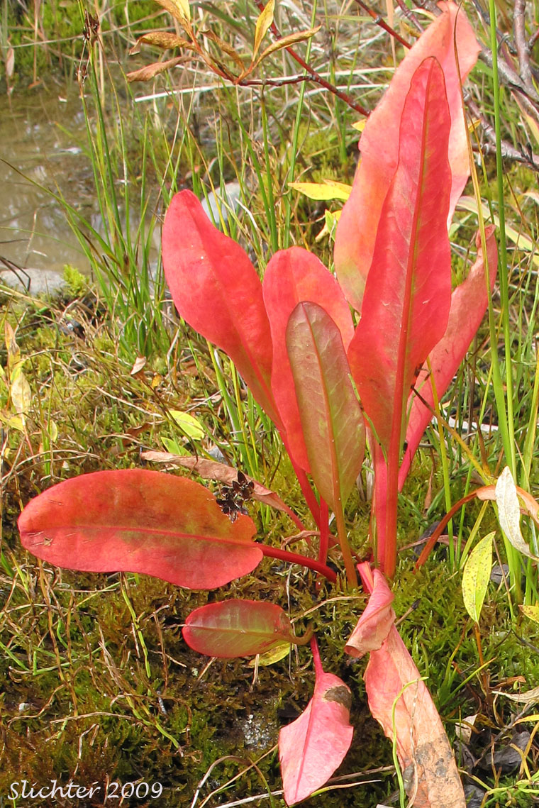 Basal leaves of Arctic Dock: Rumex arcticus (Synonyms: Rumex aquaticus ssp. arcticus, Rumex arcticus var. kamtschadalus, Rumex arcticus var. latifolius, Rumex domesticus var. nanus, Rumex kamtschadalus, Rumex longifolius var. nanus, Rumex ursinus)