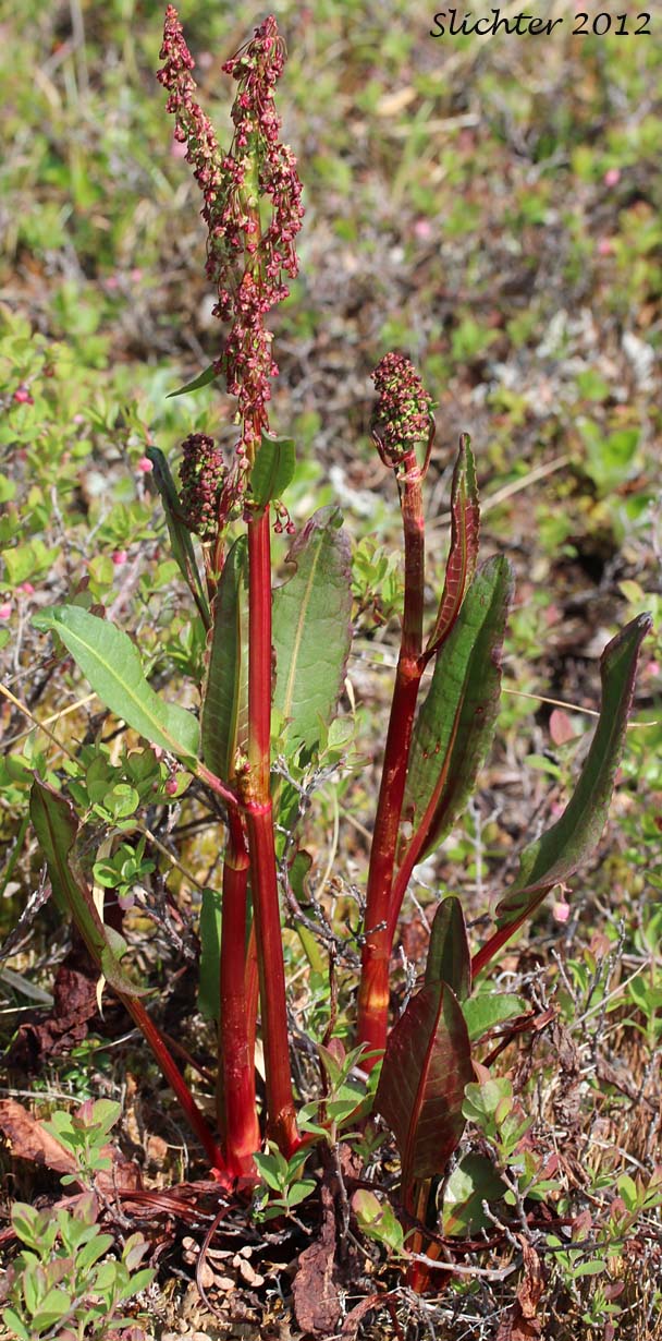 Arctic Dock: Rumex arcticus (Synonyms: Rumex aquaticus ssp. arcticus, Rumex arcticus var. kamtschadalus, Rumex arcticus var. latifolius, Rumex domesticus var. nanus, Rumex kamtschadalus, Rumex longifolius var. nanus, Rumex ursinus)