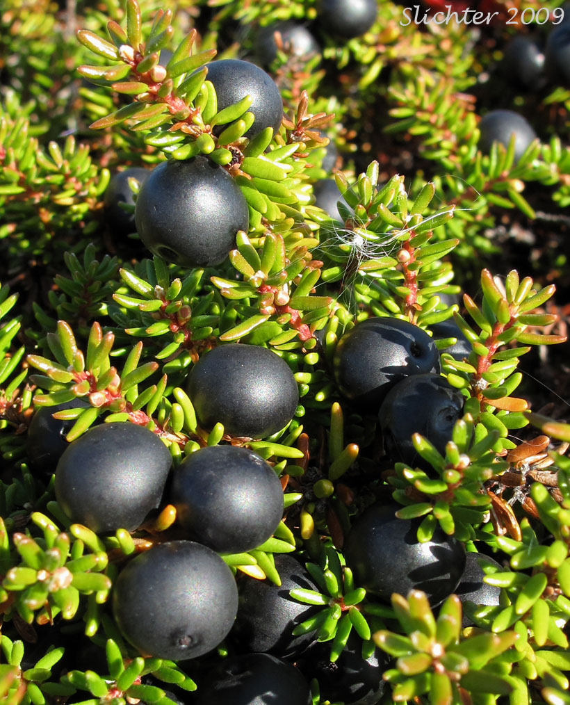 Black Crowberry, Curlew Berry, Moss Berry: Empetrum nigrum (Synonyms: Empetrum eamesii ssp. hermaphroditum, Empetrum hermaphroditum, Empetrum nigrum ssp. hermaphroditum, Empetrum nigrum var. hermaphroditum)